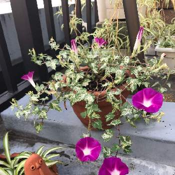 観葉あさがお 夏だよりの投稿画像一覧 Greensnap グリーンスナップ