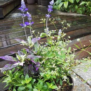 ユーフォルビア ダイアモンドフロストの投稿画像一覧 Greensnap グリーンスナップ