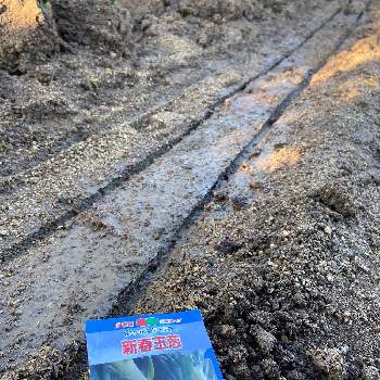 玉ねぎの種まきの投稿画像一覧 Greensnap グリーンスナップ