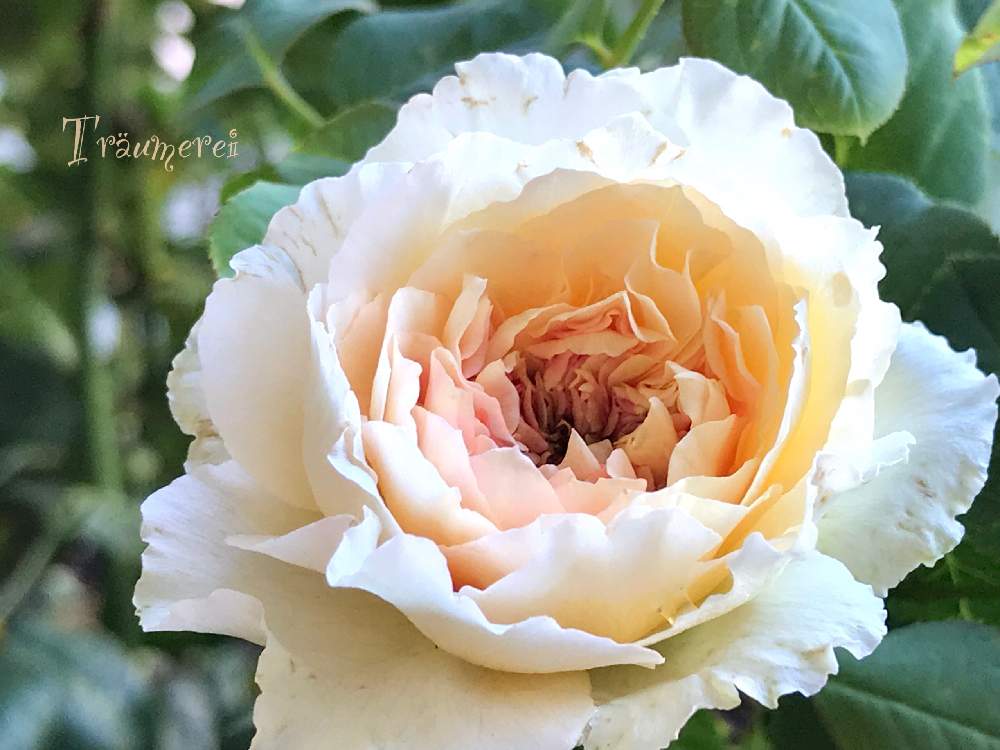 私のローズガーデンinベランダ の投稿画像 By Nyacoさん ばら バラ 薔薇とロサオリ新品種と薔薇愛同盟とベランダガーデニングとバラ のある暮らしとナチュラルガーデンとベランダガーデンとバラと夢clubとロサオリの薔薇とバラ トロイメライとバラが好きとgsでバラ園と