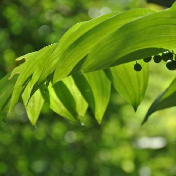 アマドコロの育て方 植え付けや植え替えの時期は Greensnap グリーンスナップ