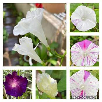 変化朝顔 の投稿画像一覧 Greensnap グリーンスナップ