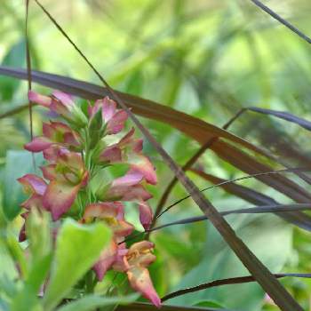 ジギタリス イルミネーション Proven Winners Pw ガーデニング 園芸 花苗 低木 多肉植物 花 植物