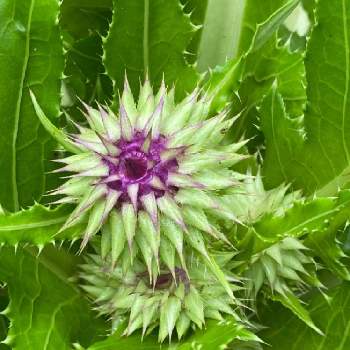 富士アザミの蕾の一覧 Greensnap グリーンスナップ