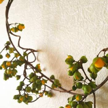 ツルウメモドキのリースの投稿画像一覧 Greensnap グリーンスナップ