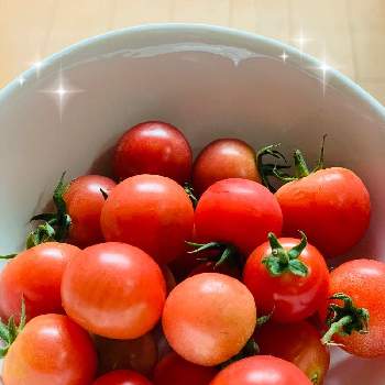 ミニトマト ピンキーの投稿画像一覧 Greensnap グリーンスナップ