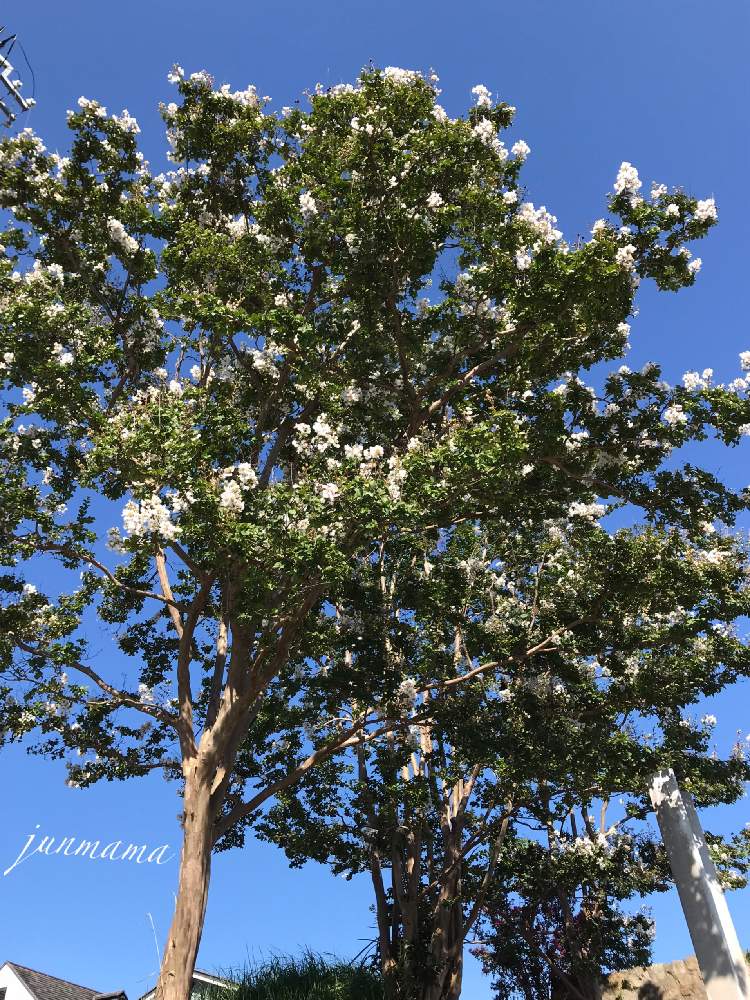 サルスベリの投稿画像 By Junmamaさん 姫路城と中堀と買い物帰りと白い花とあつい 月8月28日 Greensnap グリーンスナップ