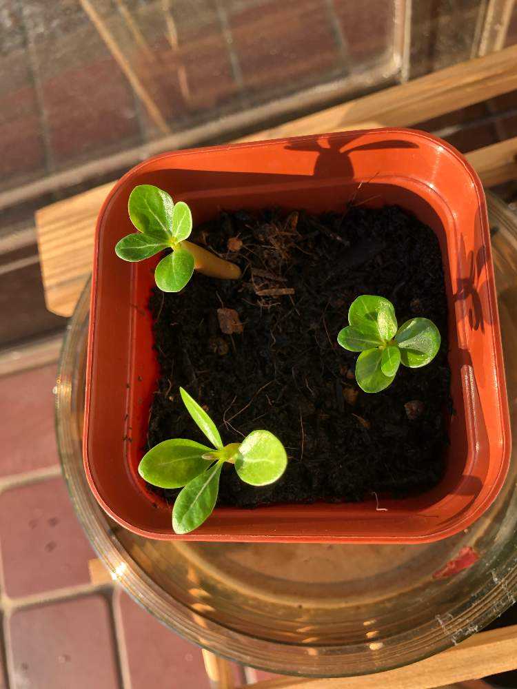 お買得な商品 【レア/極太/塊根植物】アデニウム ソマレンセ 実生