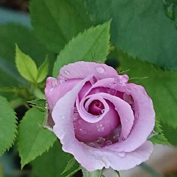 夕方のバラの画像 by 山ちゃんさん | バラとシークレットパフュームと鉢植えと花のある暮らしと我が家のバラと夕方のバラ