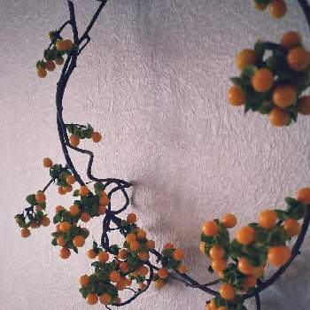 ツルウメモドキのリースの投稿画像一覧 Greensnap グリーンスナップ