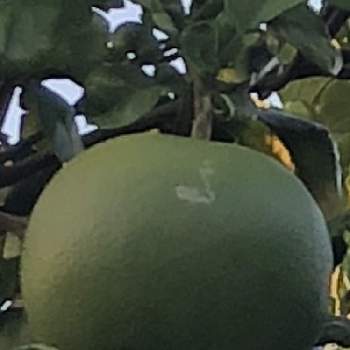巨大みかんの投稿画像一覧｜🍀GreenSnap（グリーンスナップ）