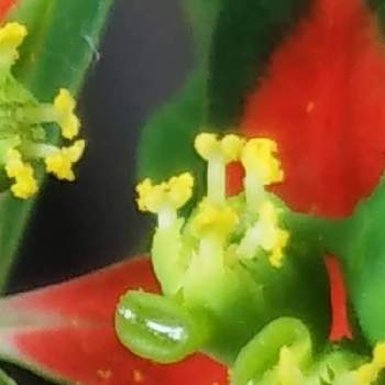 面白い花の投稿画像一覧 Greensnap グリーンスナップ