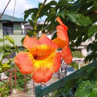 ノウゼンカズラの画像