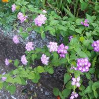 ランタナの画像