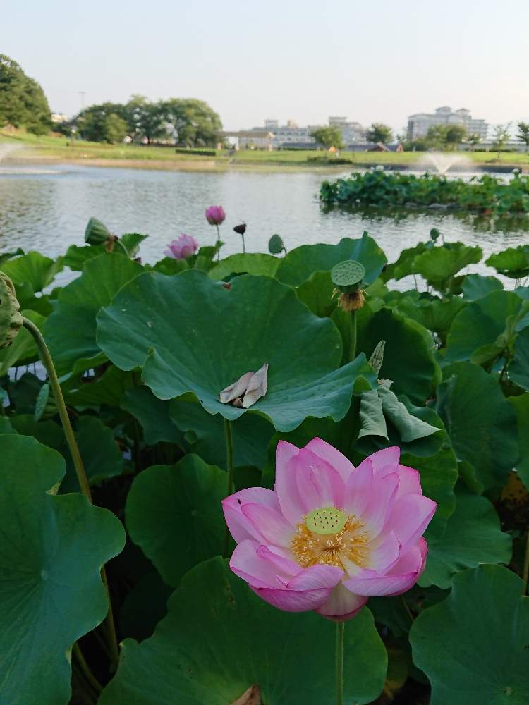 天童公園 舞鶴山 の投稿画像 By 花降家さん 天童公園 舞鶴山 月8月29日 Greensnap グリーンスナップ Greensnap グリーンスナップ