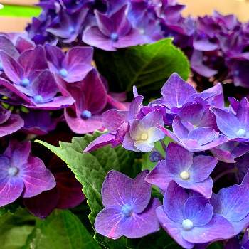 アジサイ ディープパープルの投稿画像一覧 Greensnap グリーンスナップ