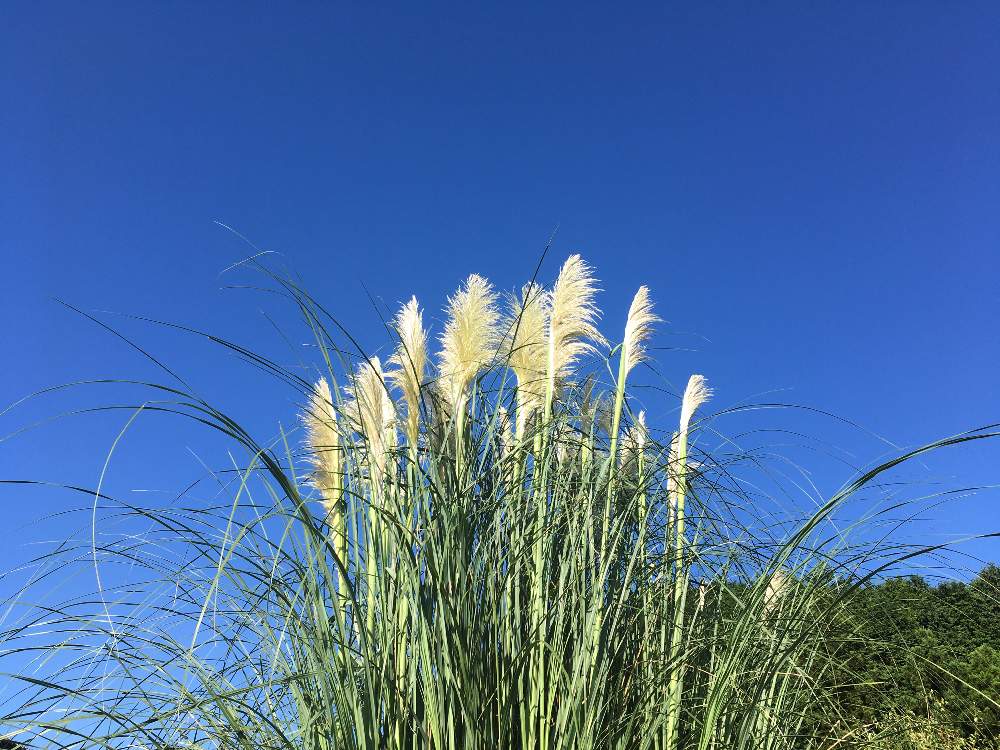 西洋ススキ パンパスグラス の投稿画像 By ジョルのかみさん 月8月29日 Greensnap グリーンスナップ