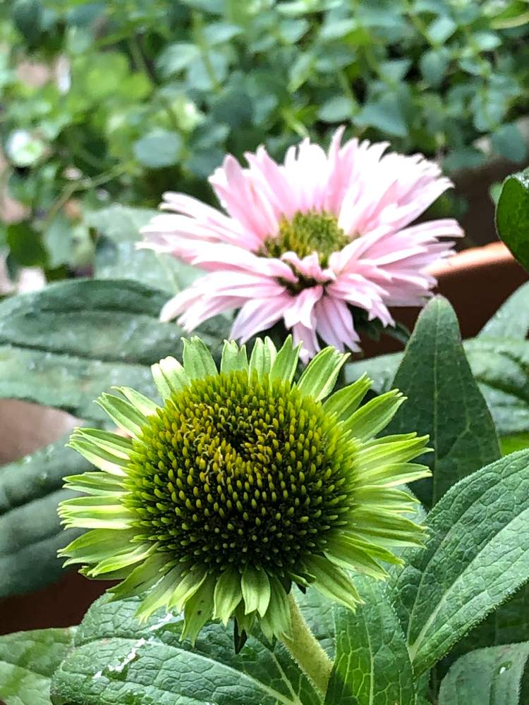 エキナセア 花 双葉苗10本まとめて 激安通販 双葉苗10本まとめて