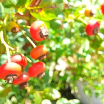 薔薇の実 ローズヒップ の投稿画像一覧 Greensnap グリーンスナップ