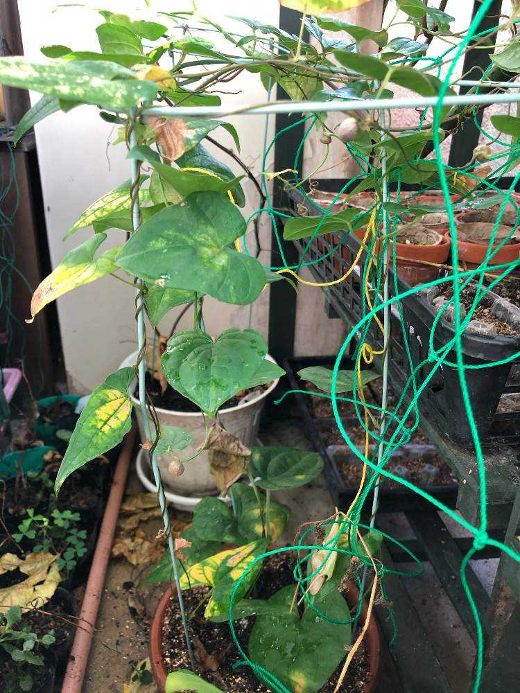 山芋 自然薯 のむかごを植木鉢で育てる Greensnap グリーンスナップ