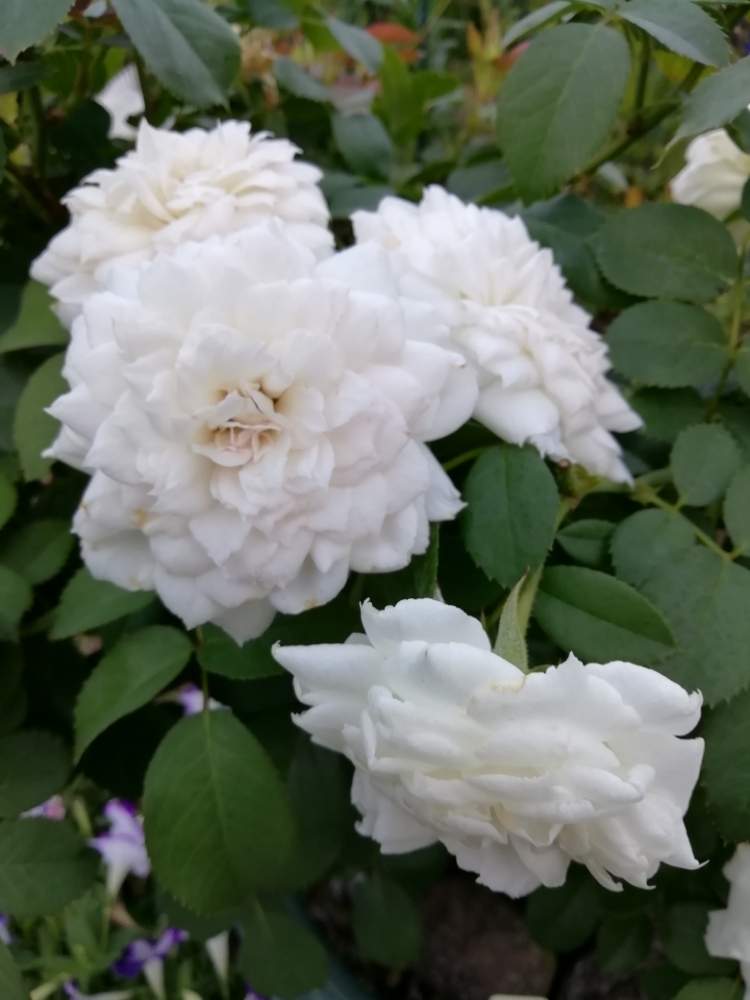 ステファニー グッテンベルグの投稿画像 By 律さん お花大好き と薔薇に魅せられてとバラと夢clubと白いお花とガーデニングと花のある暮らしと薔薇 月8月29日 Greensnap グリーンスナップ