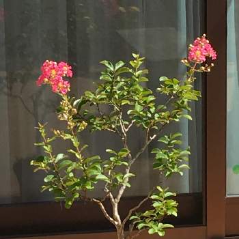 サルスベリ盆栽の画像 by HTさん | 小さな庭と花のある暮らしとサルスベリの花とサルスベリ盆栽