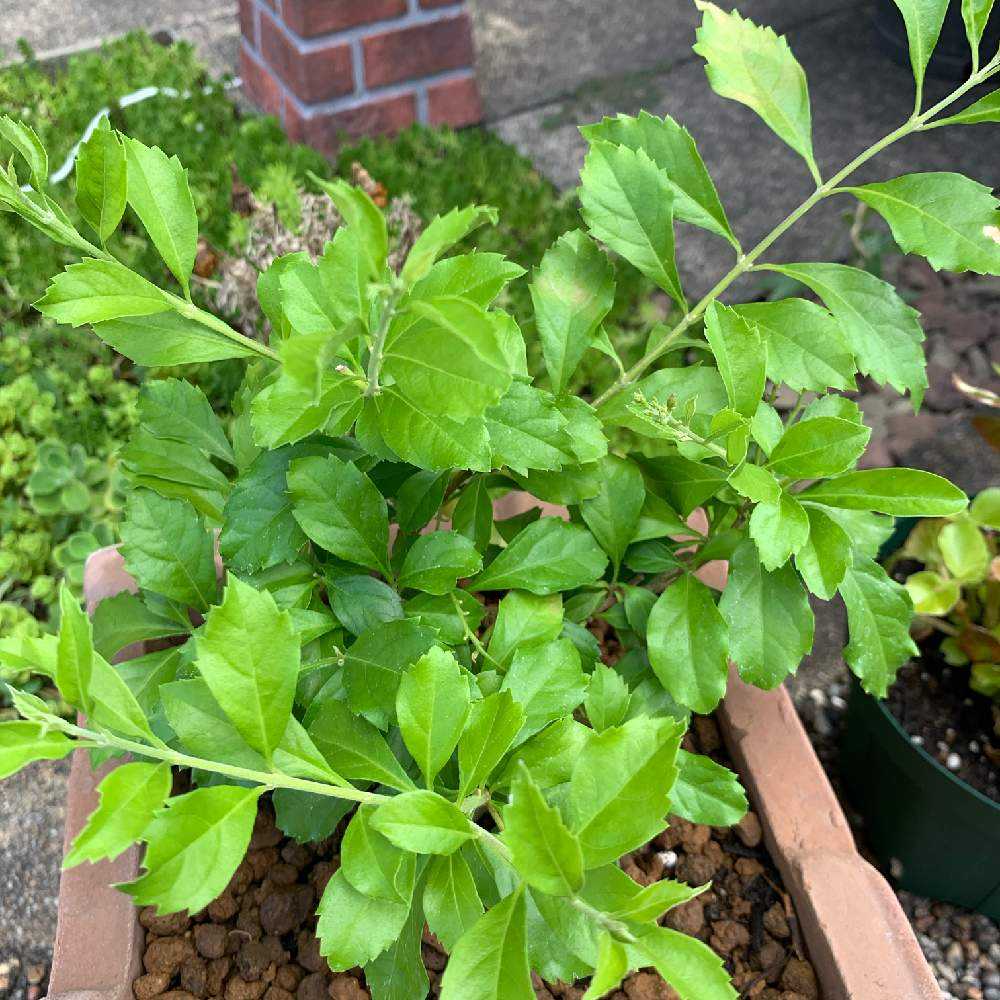 観葉植物 デュランタ宝塚 抜き苗 根付 ⑤ 物凄く