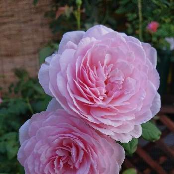 オリビアローズオースチンの投稿画像一覧 Greensnap グリーンスナップ