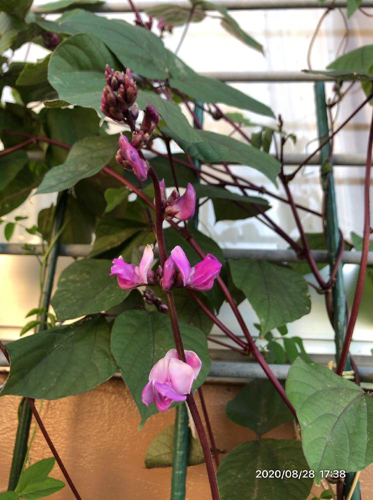 ドリチョス ラブラブ ルビームーンの投稿画像 By ぬうはパインさん マメ科と種蒔きと花のある暮らし 月8月29日 Greensnap グリーンスナップ