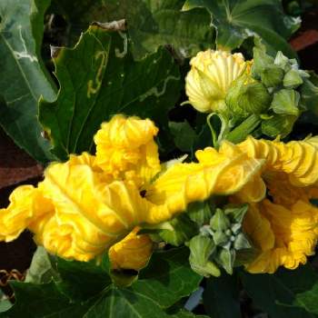 糸瓜の投稿画像一覧 Greensnap グリーンスナップ