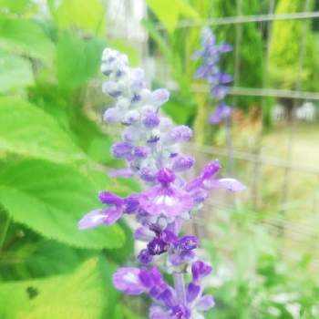 東北の夏の画像 by Biorappaさん | 小さな庭とサルビア ファリナセア♪とブルーサルビア♡とおうち園芸とげんきもらえますと東北の夏と花のある暮らし