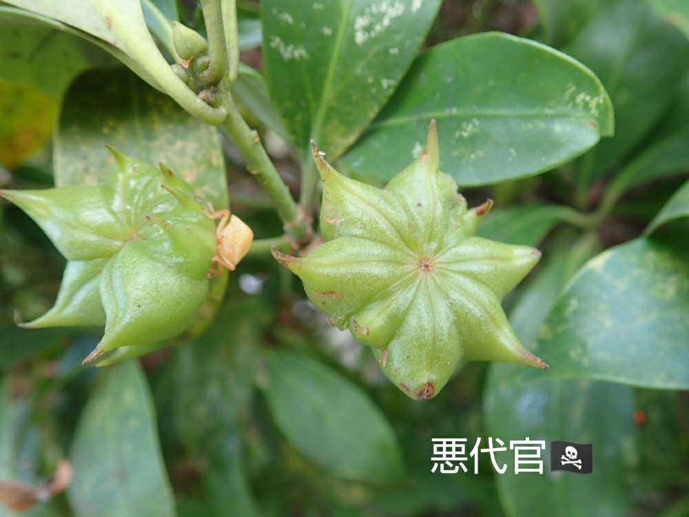 シキミの投稿画像 By 悪代官さん 花の風土記 月8月29日 Greensnap グリーンスナップ