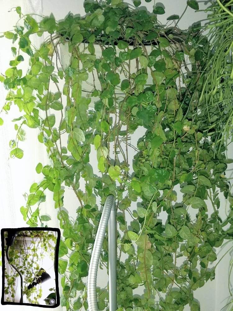 フィカス プミラの投稿画像 By ジャングルeさん 観葉植物と成長記録と壁掛け 月8月29日 Greensnap グリーンスナップ