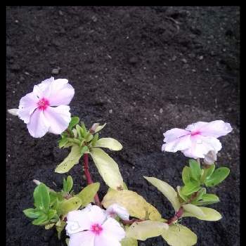 ニチニチソウ さざなみの投稿画像一覧 Greensnap グリーンスナップ