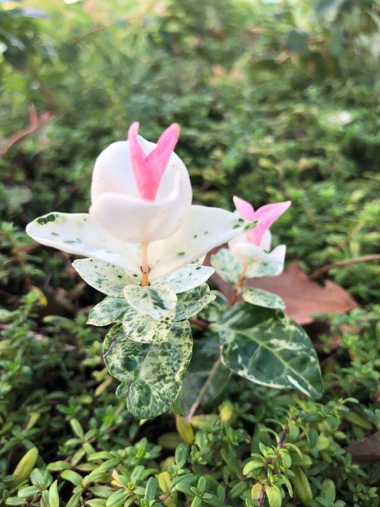 ハツユキカズラの投稿画像 By 熊だよー さん お散歩と花のある暮らし 月8月29日 Greensnap グリーンスナップ ハツユキカズラの投稿画像 By 熊だよー さん お散歩と花のある暮らし 月8月29日 Greensnap グリーンスナップ