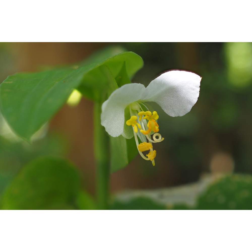 小さな庭の画像 by 我楽多さん | 小さな庭とツユクサと白花ツユクサと８月の花とOLY 30mm F3.5 MacroとOM-D E-M1Ⅱとフォーカスブランケット