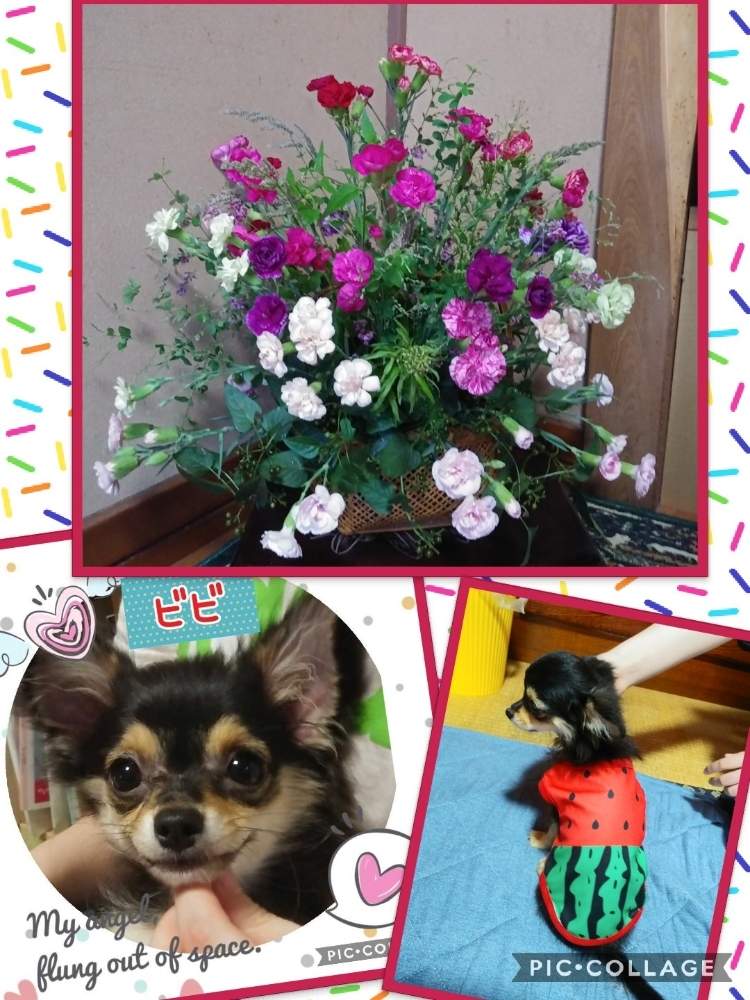 Spカーネーションの投稿画像 By うららさん ヘクソカズラ 実と萩 はぎ とspカーネーション栽培と庭の花とスプレーカーネーション とフラワーアレンジメントと花のある暮らし 月8月30日 Greensnap グリーンスナップ