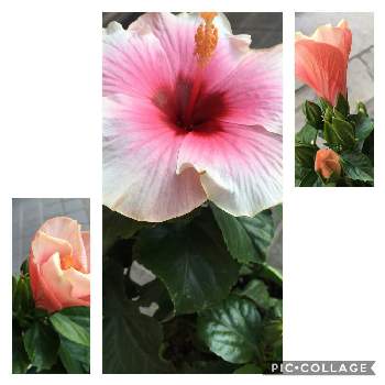 ハイビスカス グレイス3の投稿画像一覧 Greensnap グリーンスナップ