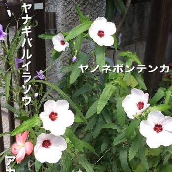 ヤナギバルイラソウの花の画像 by manabeさん | 小さな庭と花のある暮らしとヤノネボンテンカ♡とアカバナワタ　アジアンハイビスカスとヤナギバルイラソウの花