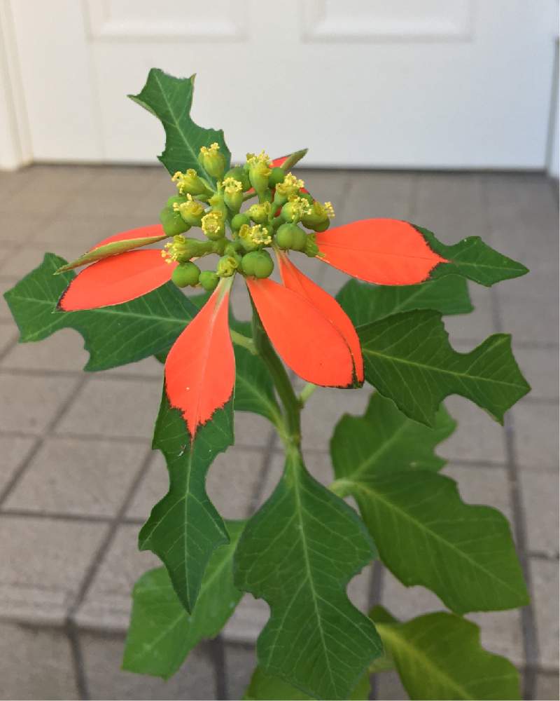 ショウジョウソウの投稿画像 By ソメさん サマーポインセチアとキュンキュン乙女倶楽部とおうち園芸と短日植物とユーフォルビア 属とトウダイグサ科 ユーフォルビア属とトウダイグサ科と俺は男だ とgs男子 月8月30日 Greensnap グリーンスナップ