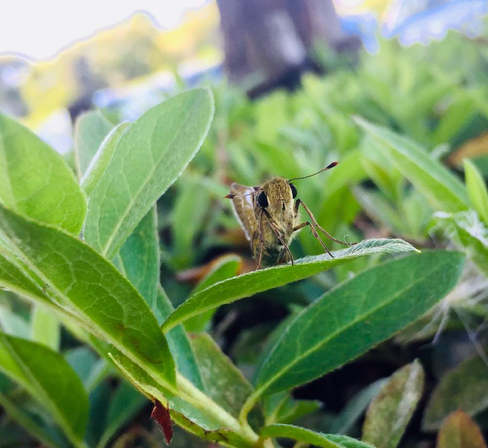 ツツジの投稿画像 By みんそら さん セセリチョウと昆虫と植物とちょうちょと動物 昆虫好きとgs映えと昆虫シリーズとセセリチョウ科とかわいいとiphone撮影 月8月30日 Greensnap グリーンスナップ