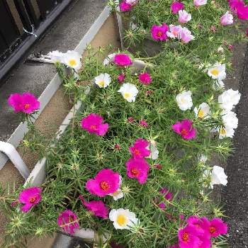 白とピンクの花の投稿画像一覧 Greensnap グリーンスナップ