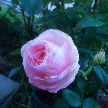 2020 くまし バラの画像 by くましさん | 小さな庭と薔薇 ビェドゥーと北海道とデルバールローズと薔薇愛同盟と2020 くまし バラ