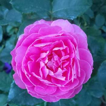 2020 くまし バラの画像 by くましさん | 小さな庭とフィネスと北海道と薔薇愛同盟と2020 くまし バラ