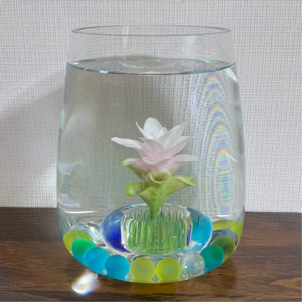 クルクマの投稿画像 By 花 空間さん 切り花と花のある暮らしとクルクマ水中花 月8月30日 Greensnap グリーンスナップ