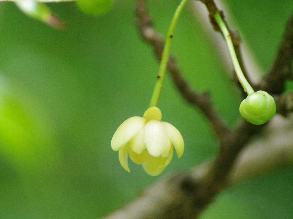 板橋区立赤塚植物園 ６月 ８月 Greensnap グリーンスナップ