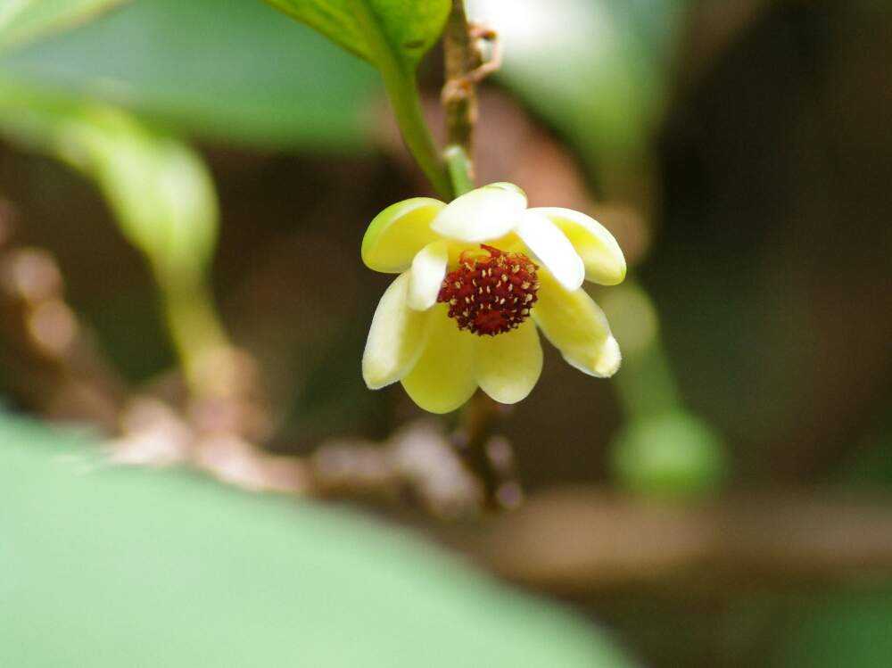 板橋区立赤塚植物園 ６月 ８月 Greensnap グリーンスナップ