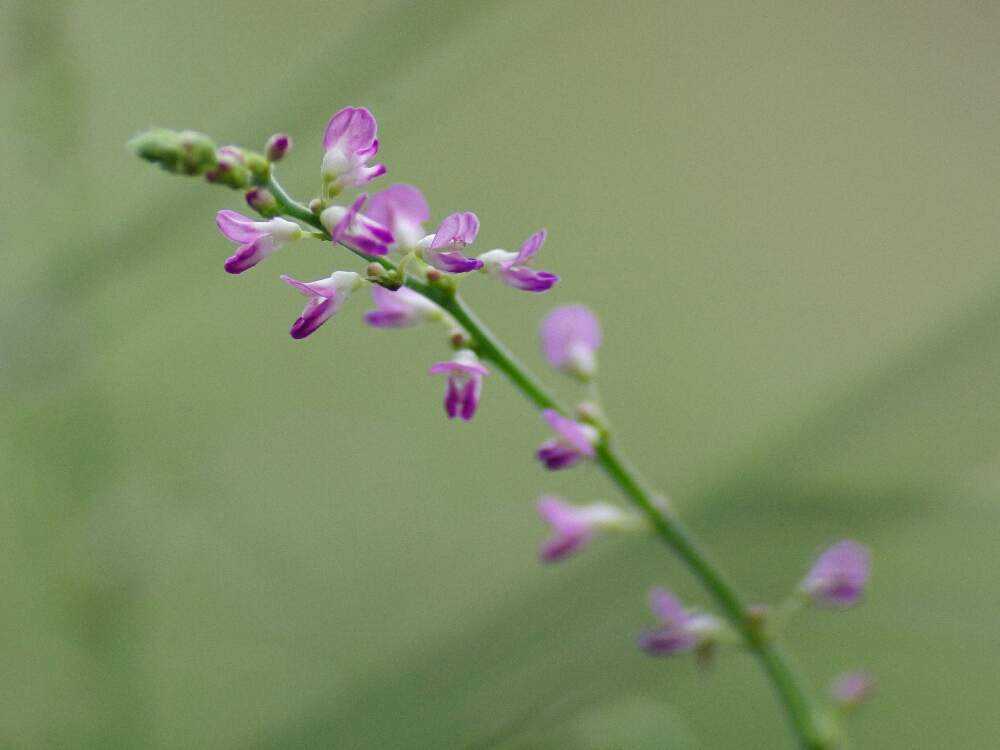 板橋区立赤塚植物園 ６月 ８月 Greensnap グリーンスナップ