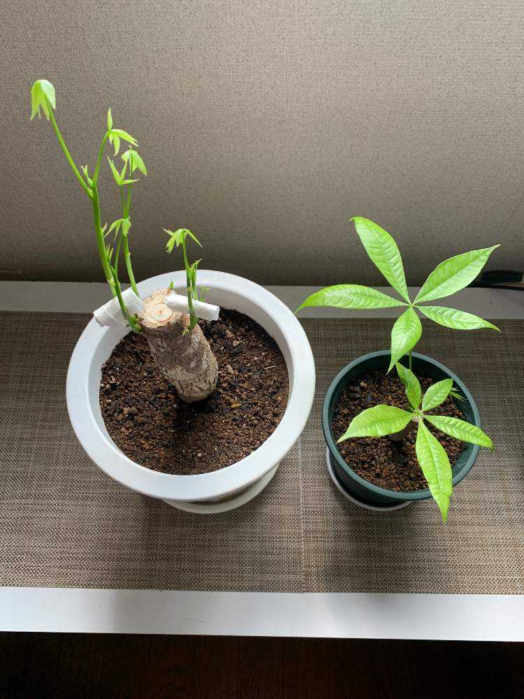 パキラの復活根性記録 最終日 Greensnap グリーンスナップ