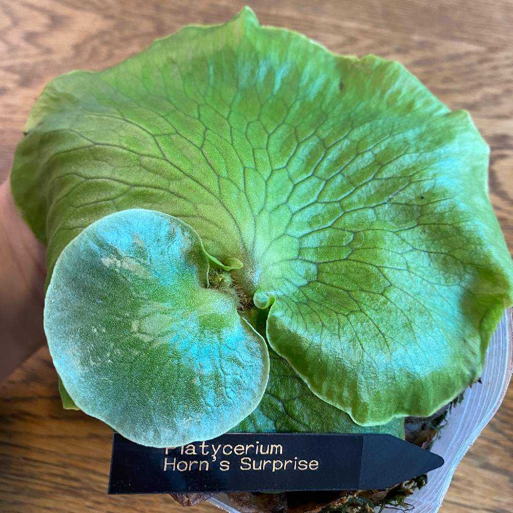 P. Horne's Surprise 超大株 成熟株 ビカクシダ ホーンズ サプライズ Platycerium 'Horne's Surprise'